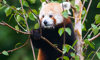 red panda