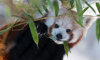 red panda