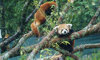 red panda