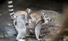 ring-tailed lemur family
