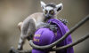 ring-tailed lemur