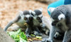 ring-tailed lemurs