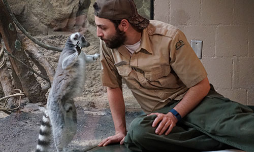 ring-tailed lemur and zookeeper