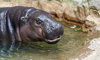 pygmy hippo