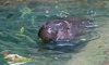 pygmy hippo