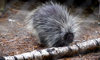 North American porcupine