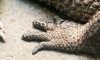 crocodile
