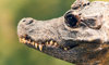 crocodile