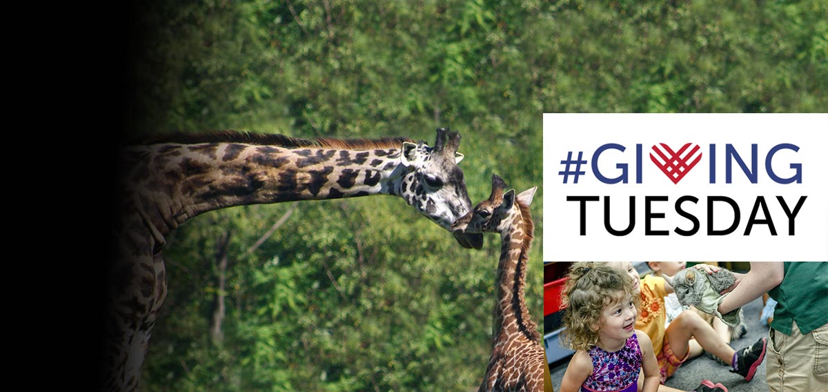 Zoo New England | Franklin Park Zoo and Stone Zoo