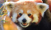 red panda