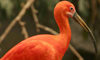 scarlet ibis
