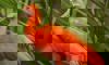 scarlet ibis