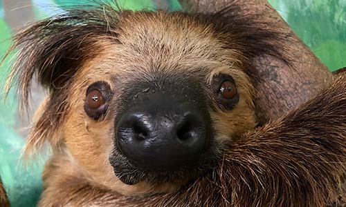 sloth
