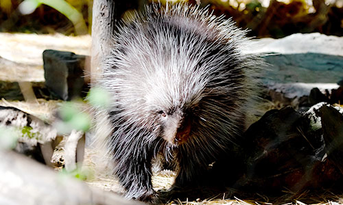 North American porcupine