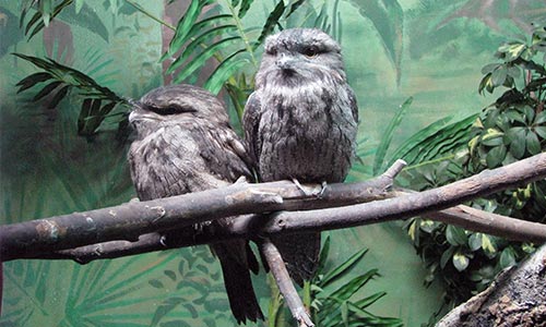 tawny frogmouth