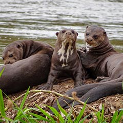otters by the water