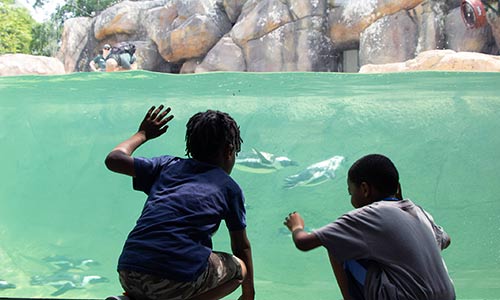 children looking at African penguins from underwater viewing window
