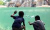 children looking at African penguins from underwater viewing window