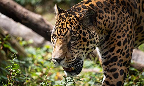 Jaguar