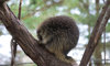 North American porcupine on a branch