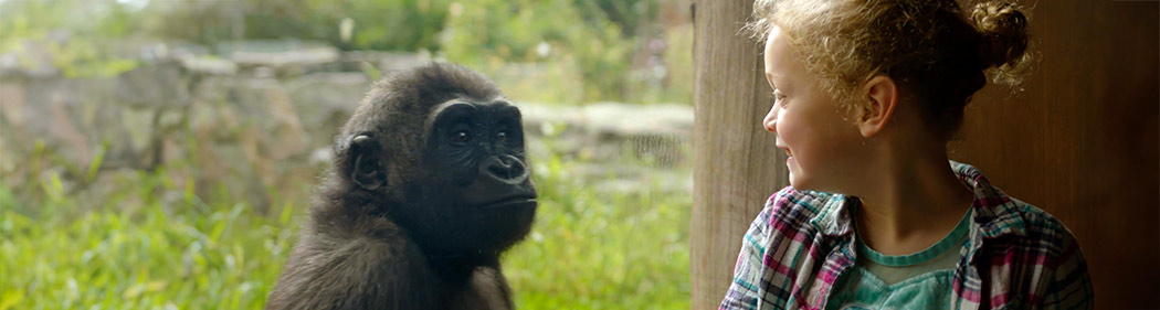 child looking at western lowland gorilla