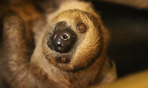 sloth