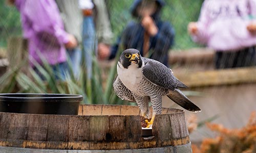 peregrin falcon