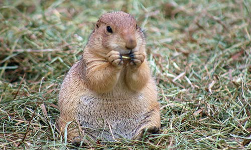 prairie dog eating