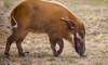 red river hog