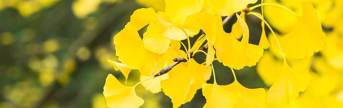 Ginkgo bilboa flowers