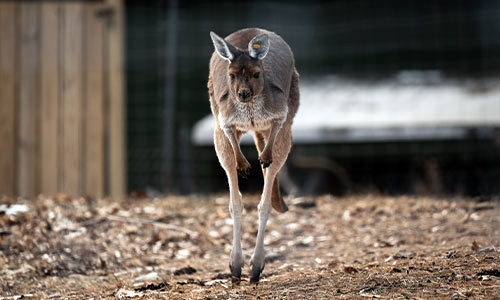 wallaby