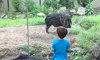 Chacoan peccary and guest
