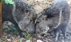 peccaries