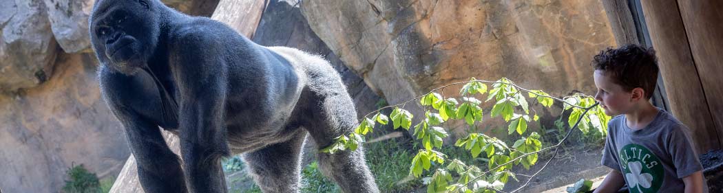 gorilla and child