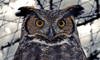 great horned owl