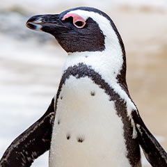 African penguin