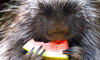 North American porcupine eating a watermelon
