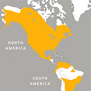 range map of great horned owl
