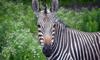 Hartmann’s Mountain Zebra