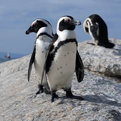 African penguins on the rocky coastline