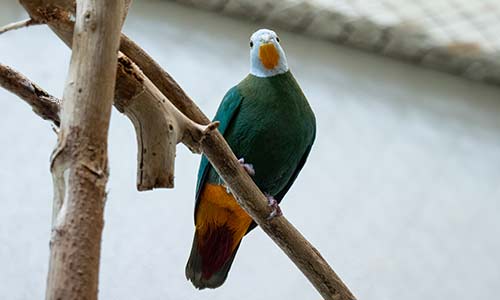Black-naped fruit dove