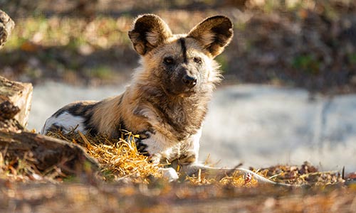 African painted dog