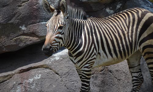 Hartmann’s Mountain Zebra