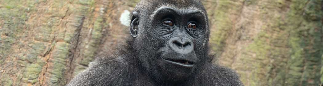 western lowland gorilla, Pablo