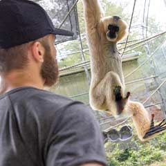 adult guest and gibbon