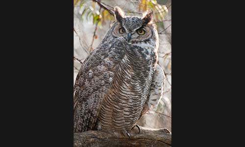 great horned owl