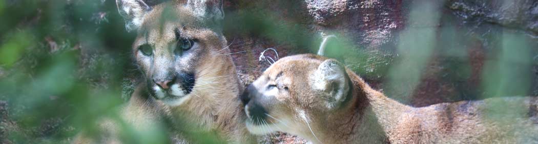 cougar sisters