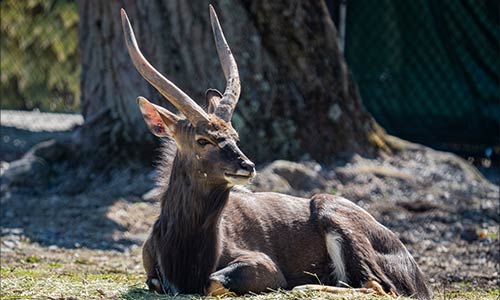 nyala