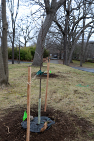 a young tree supported by stakes planted in a grassy grove with large mature trees