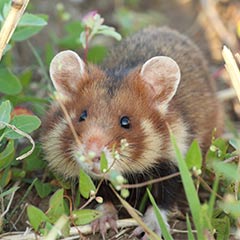 European hamster